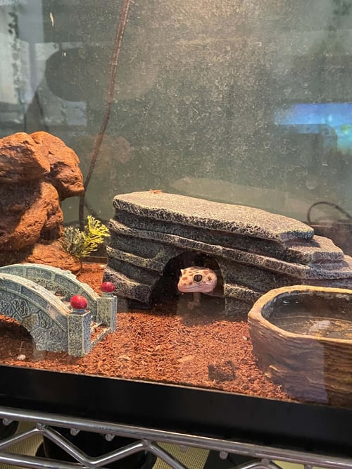 BETTY - Gecko available for adoption