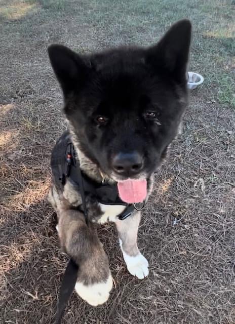 TOSHI - Akita available for adoption