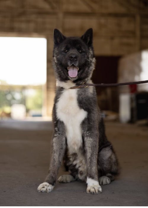 TOSHI - Akita available for adoption