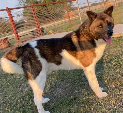 VON - Akita available for adoption