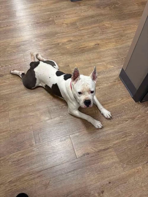 LIBERTY - American Pit Bull Terrier available for adoption