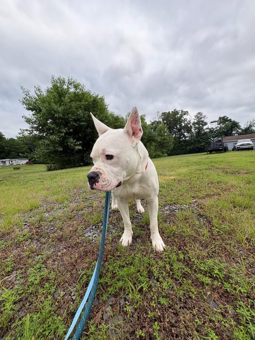 LIBERTY - American Pit Bull Terrier available for adoption