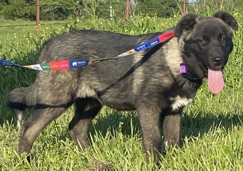 AKIRA - Akita / Anatolian Shepherd available for adoption