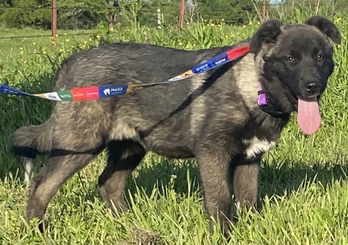 AKIRA - Akita / Anatolian Shepherd available for adoption