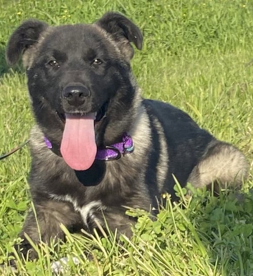 AKIRA - Akita / Anatolian Shepherd available for adoption