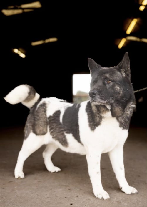 ALICE - Akita available for adoption