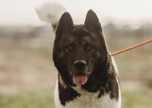 ALICE - Akita available for adoption