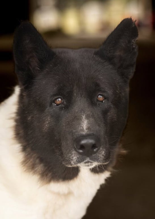 Bailey Image