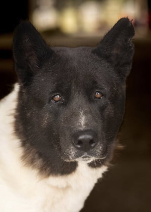 BAILEY - Akita available for adoption