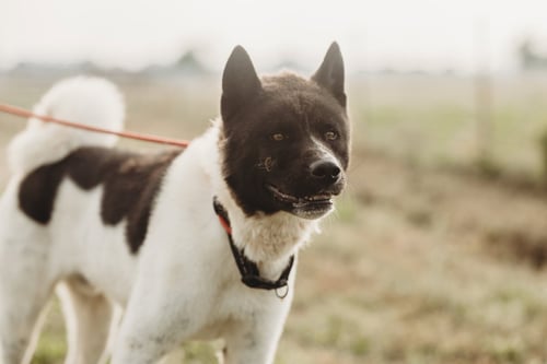 BAILEY - Akita available for adoption