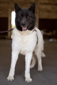 Bailey - Photo 5