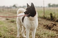 Bailey - Photo 3