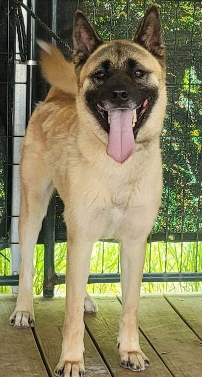 Lexi Image