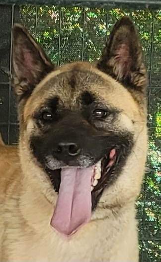 LEXI - Akita / German Shepherd Dog available for adoption