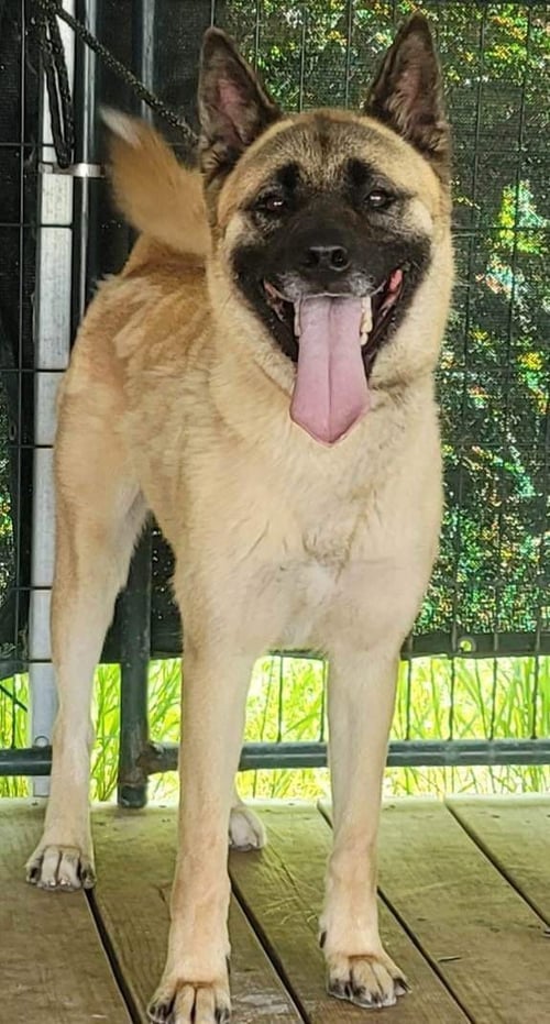 LEXI - Akita / German Shepherd Dog available for adoption