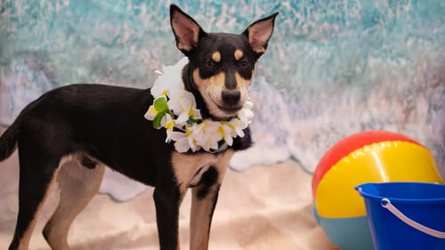 RAPTOR - Australian Cattle Dog/Blue Heeler / Terrier available for adoption