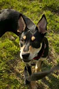 Raptor - Photo 5