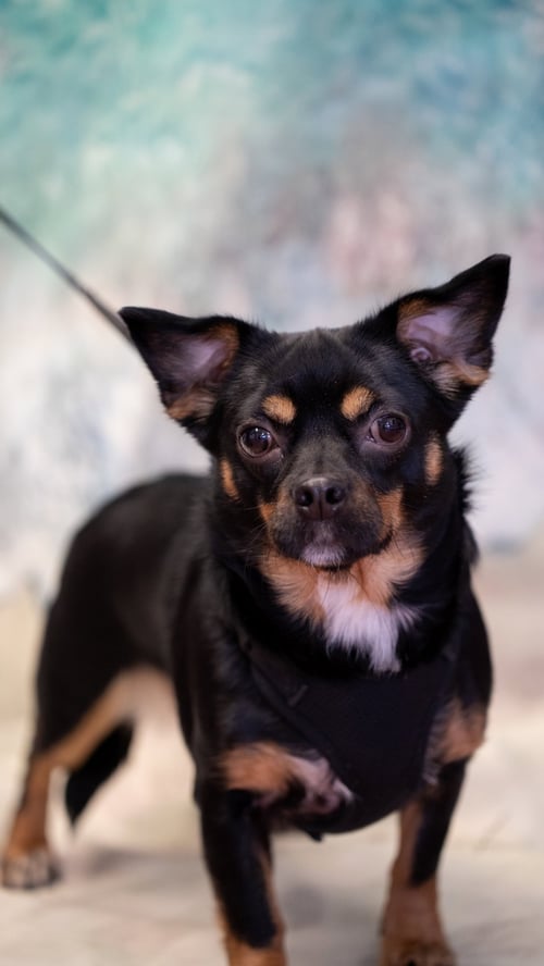 OAKLEY - Rat Terrier / Dachshund available for adoption