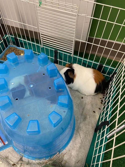 IZZY AND JULZ - Guinea Pig available for adoption