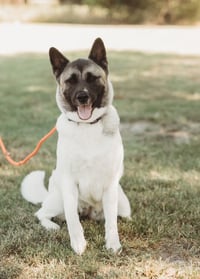 Kira - Photo 1