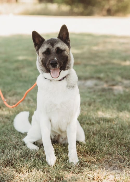 KIRA - Akita available for adoption