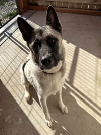 Kira - Photo 2