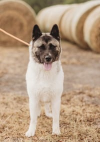 Kira - Photo 4