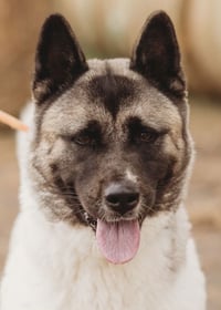 Kira - Photo 5