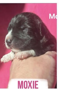 Moxie - Photo 6