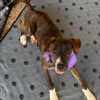 Moxie - Photo 1