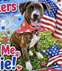 Moxie - Photo 3