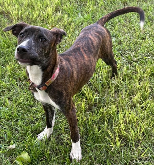 MOXIE - Shepherd available for adoption