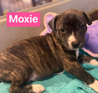 Moxie - Photo 5