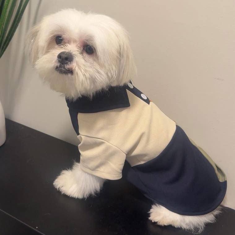 BANX - Maltese available for adoption