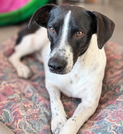 CAPTAIN - German Shorthaired Pointer available for adoption