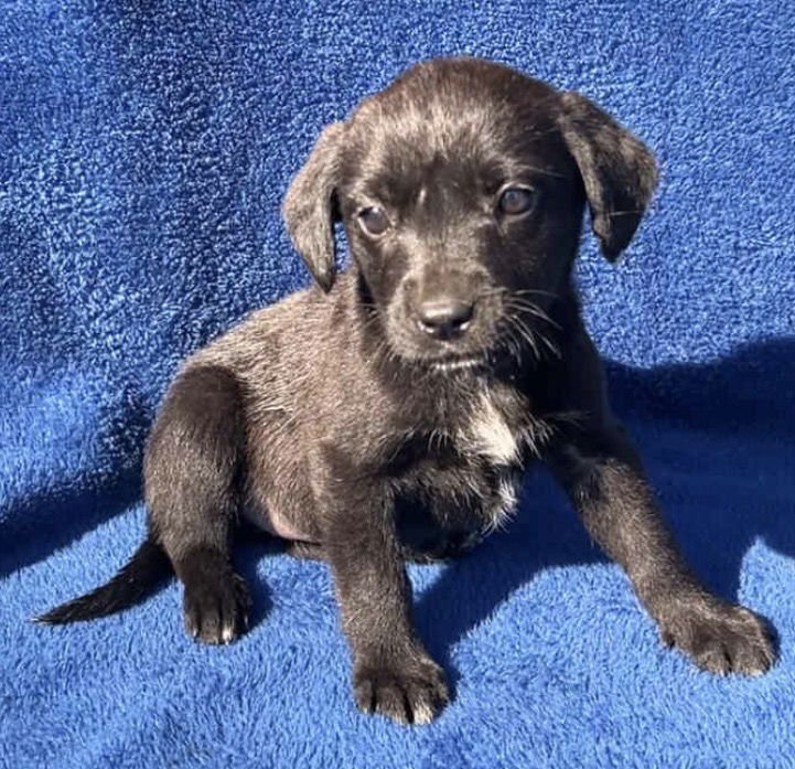 SEELY - Australian Cattle Dog/Blue Heeler / Black Labrador Retriever available for adoption