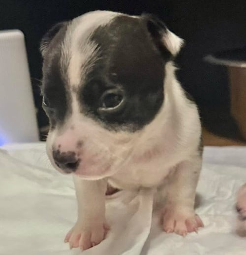 TUX - Terrier / Dachshund available for adoption
