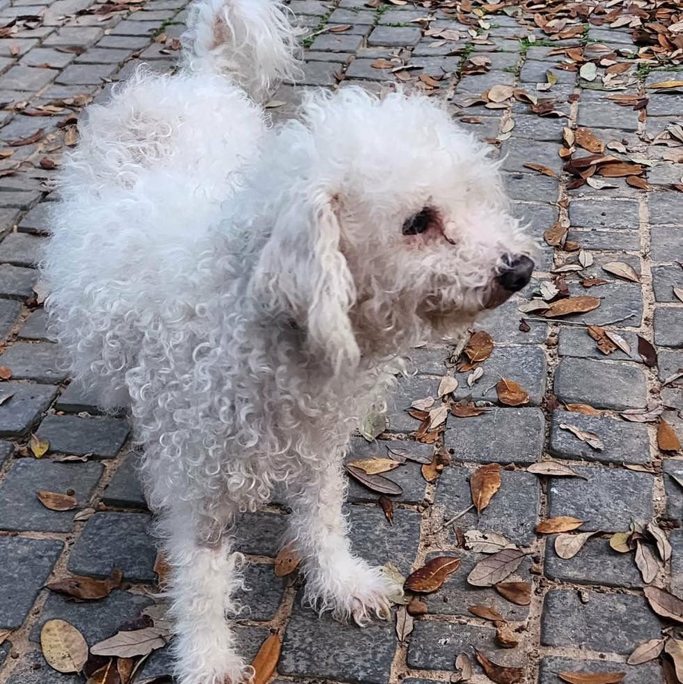 BOUDREAUX - Poodle (Miniature) available for adoption