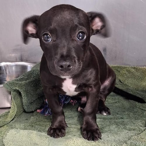 BERNIE - Labrador Retriever / Dachshund available for adoption