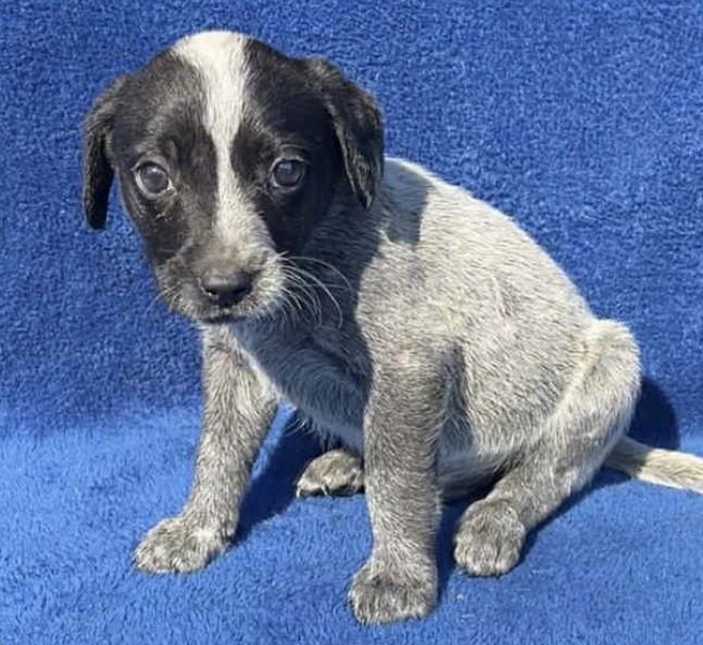 SID - Australian Cattle Dog/Blue Heeler / Black Labrador Retriever available for adoption