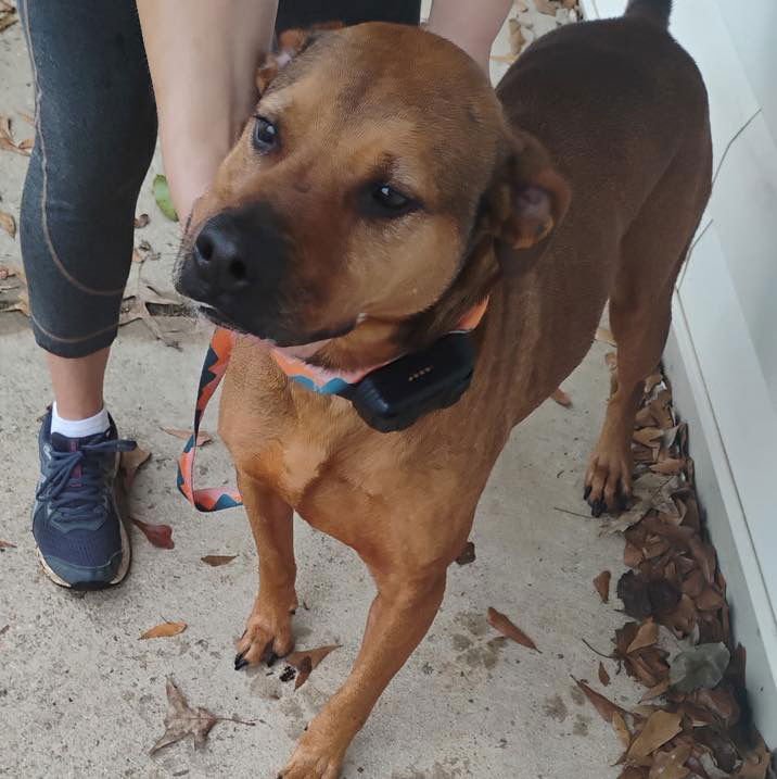 LANNI - Labrador Retriever available for adoption