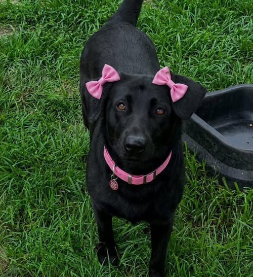 NANCY - Labrador Retriever available for adoption