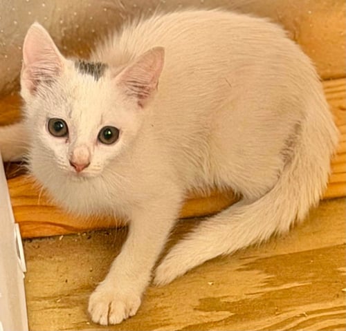 PASIE - Domestic Medium Hair available for adoption