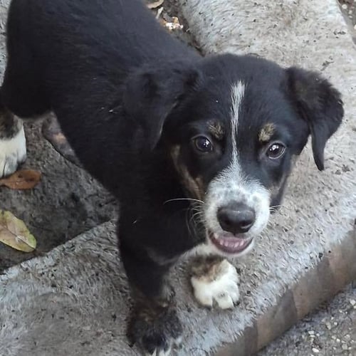 HUDDY - Labrador Retriever available for adoption