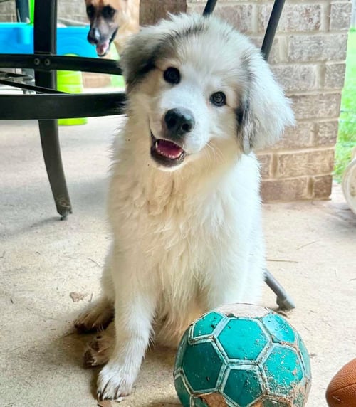WALLIE - Great Pyrenees available for adoption