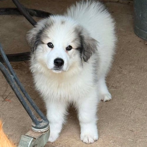 WALLIE - Great Pyrenees available for adoption