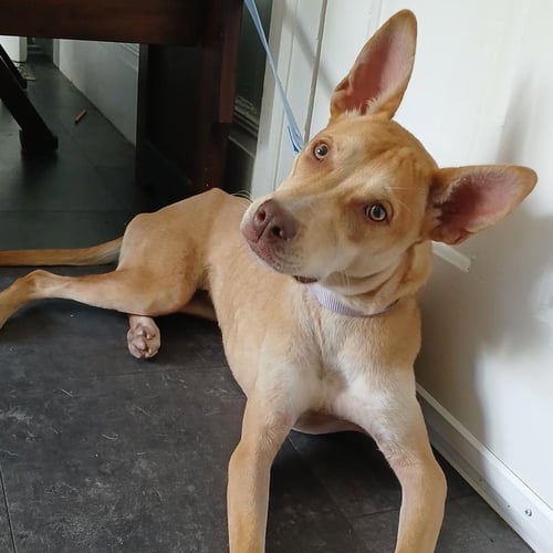 LEMON - Terrier available for adoption