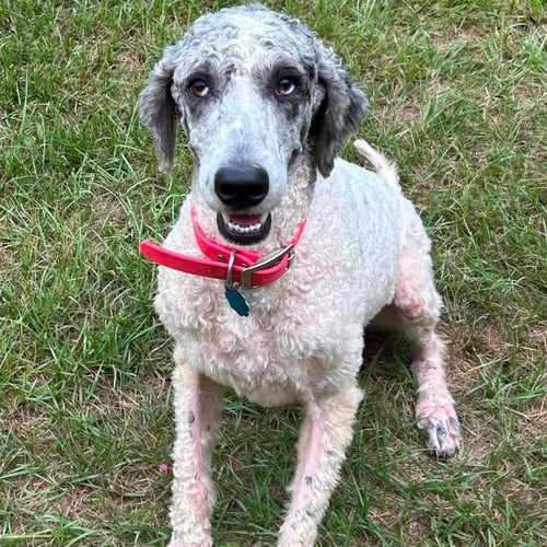 MARLEY - Golden Retriever / Poodle (Standard) available for adoption