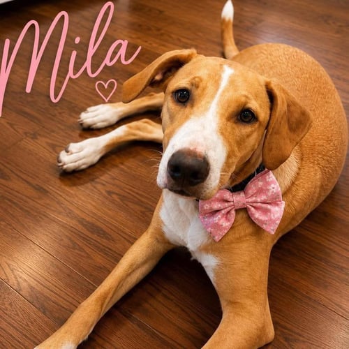 MILA - Labrador Retriever available for adoption