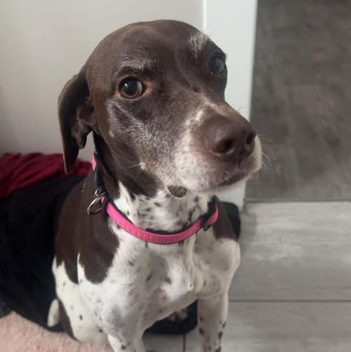 REMY - German Shorthaired Pointer available for adoption